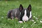 lying Miniature Bull Terrier Puppy
