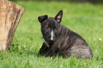 sitting Miniature Bull Terrier Puppy