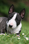 lying Miniature Bull Terrier Puppy