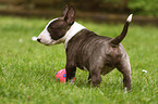 Miniature Bull Terrier Puppy