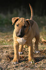 Miniature Bull Terrier Puppy