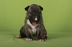 lying Miniature Bull Terrier Puppy