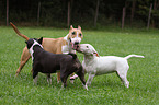 playing Miniature Bull Terrier