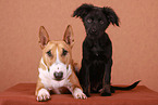 Miniature Bull Terrier and mongrel puppy