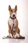 sitting Miniature Bull Terrier