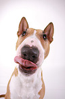 Miniature Bull Terrier Portrait