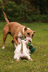 playing Miniature Bull Terrier