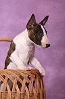 Miniature Bull Terrier Puppy