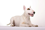 lying Miniature Bull Terrier