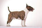Miniature Bull Terrier