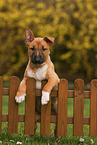 Miniature Bull Terrier Puppy