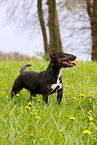 Miniature Bull Terrier