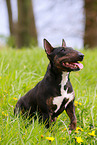 sitting Miniature Bull Terrier