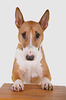 Miniature Bull Terrier