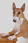 Miniature Bull Terrier