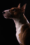 Miniature Bull Terrier Portrait