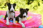 Miniature Bull Terrier Puppies