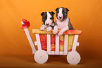 Miniature Bull Terrier Puppies