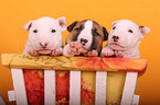 Miniature Bull Terrier Puppies