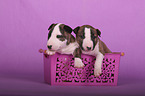 Miniature Bull Terrier Puppies