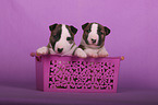 Miniature Bull Terrier Puppies