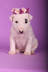 sitting Miniature Bull Terrier Puppy
