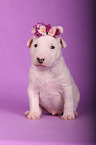 sitting Miniature Bull Terrier Puppy