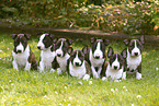 Miniature Bull Terrier Puppies