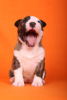 yawning Miniature Bull Terrier Puppy