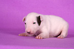 lying Miniature Bull Terrier Puppy