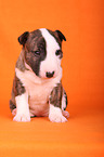 sitting Miniature Bull Terrier Puppy