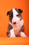 sitting Miniature Bull Terrier Puppy