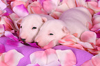 Miniature Bull Terrier Puppies