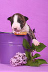 Miniature Bull Terrier Puppy