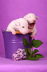 Miniature Bull Terrier Puppies