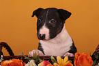 Miniature Bull Terrier Puppy