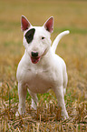 Miniature Bull Terrier