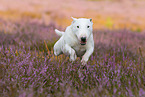 running Miniature Bull Terrier