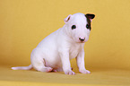 sitting Miniature Bull Terrier Puppy