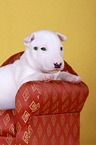 lying Miniature Bull Terrier Puppy