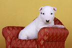 lying Miniature Bull Terrier Puppy