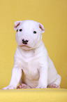 sitting Miniature Bull Terrier Puppy