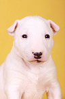 Miniature Bull Terrier Puppy Portrait
