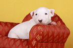 lying Miniature Bull Terrier Puppy