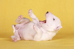 lying Miniature Bull Terrier Puppy