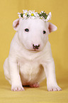 sitting Miniature Bull Terrier Puppy