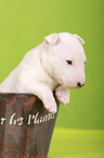 Miniature Bull Terrier Puppy