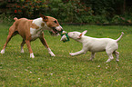 playing Miniature Bull Terrier