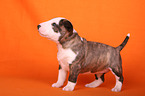 Miniature Bull Terrier Puppy