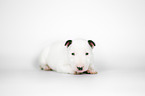 Miniature Bullterrier puppy